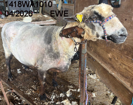 1418WA1010j.JPG