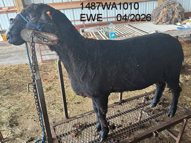 1487WA101E.JPG